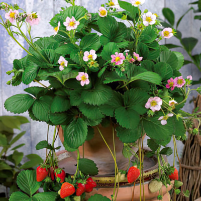 Strawberry - Rosana