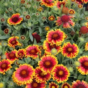 Gaillardia - Arizona Sun