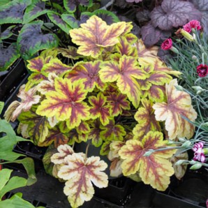 Heucherella - Gold Zebra