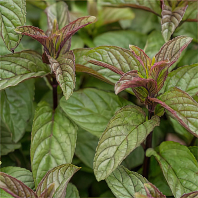 Mint - Black Mitcham
